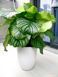 卓群園林 專業(yè)養(yǎng)護(hù)讓蘋果竹芋常綠，植物租賃與綠化建植一站式服務(wù)