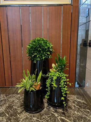 打造綠色辦公空間 成茂園林為您提供專業(yè)廣州植物租賃服務(wù)